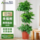 愛優(yōu)尚幸福樹盆栽客廳室內(nèi)大型綠植辦公室喬遷新家綠寶凈化空氣源頭直發(fā)