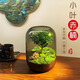 封茗【生命之樹】生態(tài)瓶苔蘚微景觀青苔造景缸植物辦公室綠植桌面盆栽 生命之樹微景觀(煙灰款)+禮盒裝