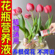 艾尚棵花瓶養(yǎng)花營養(yǎng)液植物花卉無土水培通用型活力素養(yǎng)花專用濃縮營養(yǎng)液 1瓶裝