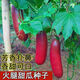 火腿香瓜種子超甜紅香蜜甜瓜種子農家水果蔬菜種籽四季春秋播穩產(chǎn) 優(yōu)質(zhì)種子【一包】共52粒
