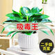 大葉金鉆綠公主盆栽水培綠植物客廳臥室內(nèi)桌擺懶人花卉綠蘿除甲醛 金鉆15-20厘米不帶盆