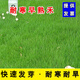 卓天（ZHUOTIAN）進(jìn)口草坪種子草籽四季常青矮生免修剪庭院護坡綠化耐寒耐旱草種子 耐寒早熟禾一斤