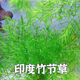 水草印度小竹節(jié)草新手好養(yǎng)耐活懶人陰性水草魚缸裝飾造景凈化水質 竹節(jié)草5顆