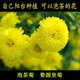 四季開花食用觀賞菊花苗杭白菊胎菊貢菊繡球金絲皇菊泡茶盆栽花卉 婺源黃菊苗5顆食用 不含盆
