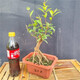 微小石榴樹(shù)苗結果盆景提根造型小品素材花卉園藝綠植物矮霸樁盆栽可以聯(lián)系客服選圖片 一物一拍210 帶盆栽好