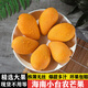 譯優(yōu)農海南小臺農芒果 小臺芒臺農一號爆甜核薄無(wú)絲 當季新鮮水果 毛重9.5-10斤精選大果【單果80g+】