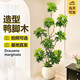 花財(cái)主大型盆栽綠植 檸檬樹(shù)鴨腳木發(fā)財(cái)樹(shù)天堂鳥(niǎo)綠植室內(nèi)客廳大盆栽 造型鴨腳木1.6-1.8米【圓球盆】 含盆