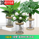水養(yǎng)盆栽植物水養(yǎng)綠植盆景花卉辦公室內(nèi)水培植物純水養(yǎng)盆栽室內(nèi)辦公桌裸根小盆栽 發(fā)財樹+梔子花+綠蘿（純水養(yǎng)盆）