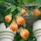 傾顏陽(yáng)臺花園垂吊花卉木本燈籠風(fēng)鈴花紋瓣懸鈴金鈴花盆栽倒掛金鐘花苗 3年苗 當年開(kāi)花 不含盆