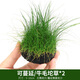 異景園前景迷你趴地矮珍珠爬地魚(yú)缸造景活體真水草懶人速成草皮植物草坪