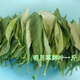 花姬  明月草苗/盆栽 金雞毛草仙草白鳳菜白背三七降糖草菜 明月草鮮葉一斤(500g) 不含盆