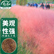 壽禾粉黛亂子草種子苗觀(guān)賞花卉種籽 濰育粉黛亂子草種子4g(1.2萬(wàn)粒)