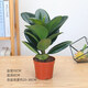 綠金剛橡皮樹(shù)北歐風(fēng)黑金剛小盆栽綠植花卉辦公桌面植物 簡(jiǎn)易盆款 含盆