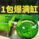 首力水草泥造景四季草魚缸水草泥草種子假山石頭造景石底砂魚缸裝飾 精選草種 優(yōu)選草籽1萬(wàn)顆+水愺泥2斤