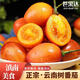 世果達云南大樹(shù)番茄喃咪醬洋酸緬茄傣味調蘸料酸湯新鮮水果蔬菜保山特產(chǎn) 樹(shù)番茄 3斤 普快