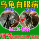 泰宜康烏龜白眼病藥專用閉眼眼睛發(fā)白眼腫眼泡藥水家養(yǎng)烏龜草龜眼睜不開(kāi) 【烏龜白眼清】1瓶裝