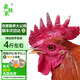 森牧農(nóng)散養(yǎng)大公雞正宗農(nóng)家土雞走地雞農(nóng)村溜達(dá)笨公雞新鮮宰殺 大紅公雞 1年以上大公雞4斤左右