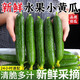 萄鮮客水果黃瓜 荷蘭黃瓜當(dāng)季現(xiàn)摘生吃即食山東水果黃瓜 源頭直發(fā)小黃瓜 水果黃瓜總凈重 4.5斤 【單果100g起】