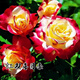 意軒月季特大花濃香果汁陽(yáng)臺庭院花卉植物盆栽薔薇四季玫瑰花苗帶花苞 紅雙喜(灌木月季開(kāi)花季節帶花) 小苗含營(yíng)養缽
