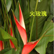 傾顏 50-60厘米高一盆3棵天堂鳥(niǎo)鶴望蘭苗室內大型綠色植物四季常青客