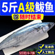 5斤青島鮮活大鲅魚新鮮馬鮫魚大整條冷凍海捕深海魚海鮮水產(chǎn)批發(fā)
