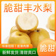 伍品匯正宗豐水梨梨子水果新鮮當(dāng)季應(yīng)季多汁冰糖梨 凈重4.7-5.0斤單果250克以上