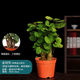 金錢(qián)兜盆栽花苗錢(qián)多多花葉金錢(qián)兜金錢(qián)銅福祿桐圓葉銅錢(qián)樹(shù)室內植物 【錢(qián)多多】金錢(qián)兜25-30厘米原土