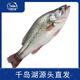 片言片魚 千島湖生態(tài)河鱸魚 凈膛后1.6斤 2-3條 冰鮮整魚 源頭直發(fā)