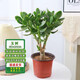 通沭玉樹(shù)室內盆栽桌面植物四季常青植物花卉 玉樹(shù)+原盆原土源頭直發(fā)