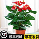 愛你一萬年水培紅掌白掌盆栽一帆風(fēng)順花卉植物室內(nèi)好養(yǎng)綠植鴻運當(dāng)頭四季開花 特級紅掌5-8朵花(原盤)
