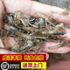【順豐包活到家】羅氏沼蝦苗淡水養(yǎng)殖好養(yǎng)耐活1斤鮮活幼苗魚苗南美白蝦苗批發(fā)羅氏蝦 0.5-1cm羅氏沼蝦苗1000尾【送100尾防損