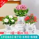 綠有意綠植盆栽多肉花卉盆栽植物室內(nèi)桌面水培綠植辦公室客廳植物懶人 開花組合】梔子花+長壽花+鐵海棠