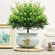 繽賢小葉赤楠室內(nèi)易養(yǎng)護(hù)老樁陽(yáng)臺(tái)辦公四季常青花卉綠植盆景植物造型 五年老樁赤楠+藍(lán)色金邊蘭花陶瓷 含盆