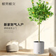 植男植女客廳陽(yáng)臺(tái)大型香水檸檬樹(shù)苗木網(wǎng)紅綠植北歐四季植物室內(nèi)盆栽可食用 白色圓柱盆 精品款帶果香水檸檬-1.6-1.8米-送品牌緩釋肥