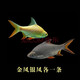 瀚幻中層熱帶觀賞魚(yú)飛鳳魚(yú)直紋活體金鳳銀鳳泰國(guó)鯽魚(yú)龍魚(yú)配魚(yú)吃垃圾魚(yú) 16-18cm金鳳+銀鳳各1條