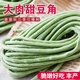 超好吃糯米大肉甜豆角種子白長(cháng)豆角春夏秋播白玉長(cháng)豇豆易種蔬菜孑 苗旺旺糯米大肉甜豆角種子 【1包】【70粒左右】