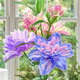 瓊花玉葉五色進(jìn)口重瓣香水百合花種球四季開花室內(nèi)外盆栽鮮花濃香型香味 多色重瓣百合 5個(gè)種球送肥料大花重瓣香水百合