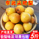 尖把梨東北特產(chǎn)秋子梨凍梨遼寧鞍山小酸梨孕婦水果葫蘆梨 5斤 大果（約24枚）