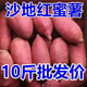 【搶購中】超甜沙地紅薯1/10斤新鮮紅蜜薯地瓜番薯板栗煙薯蔬菜 9-10斤裝中果 產(chǎn)地直發(fā)+壞果包賠+今年新薯