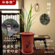 華香園蘭花 細葉寒蘭 濃幽香型 冬季 室內外盆栽花卉耐陰綠植 細葉寒蘭4苗帶紅色盆不帶花