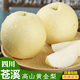 夢(mèng)宛怡蒼溪特產(chǎn)雪梨四川廣元施家梨新鮮現摘黃皮坨梨子脆冠水晶麻皮水果 黃金 梨9斤大果12-14枚裝 現摘現發(fā) 精選品質(zhì)果
