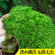 臨雅青苔蘚鮮活微景觀綠植盆景桌面假山造景材料永生白發(fā)短絨源頭直發(fā)