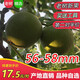 老農(nóng)哥【現(xiàn)貨】文玩核桃麻核桃賭青皮官帽虎頭獅子頭雞心把玩核桃新果 虎頭56-58mm一對