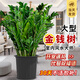 臨雅金錢樹盆栽客廳大花盆辦公室內(nèi)大型好養(yǎng)綠植喬遷搖錢串子真樹擺件 金錢樹1-1.1米+原生膠盆