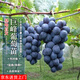 四萬(wàn)公里【買(mǎi)一送一】葡萄樹(shù)苗 巨峰裸根苗果樹(shù)苗南北方庭院種植盆栽地栽