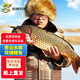 跑山密水農家密云水庫 新鮮鯉魚(yú)當日捕撈鮮魚(yú) 現殺現發(fā)生鮮魚(yú)類(lèi)生態(tài)魚(yú) 鯉魚(yú) 2斤 （非凈重）