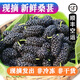 【順豐】新鮮桑葚 樹(shù)苺 黑桑椹甜桑果 新鮮當季水果 5斤