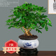 想開(kāi)七葉蓮盆栽生肖虎植物四季綠植室內(nèi)客廳老樁盆景鴨腳木好養(yǎng)活 [五年老樁]七葉蓮+青花618+Pvc接 帶盆栽好