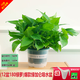 綠有意綠蘿盆栽室內(nèi)植物花卉綠植水培長(zhǎng)藤垂吊大葉綠籮新房家用吸除甲醛 180綠加侖吸水綠蘿12盆+壺+30肥 帶盆帶土發(fā)貨