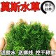 散裝莫斯水草植物莫斯樹(shù)球沉木水草陰性魚(yú)缸造景前中景草新手好養 垂淚莫斯50克【送綁線(xiàn)】